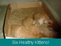 These little kittens found homes!