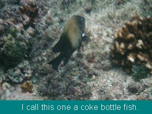 Snorkeling in Jicaral with the fish