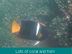 Fish and coral reefs