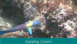 Tropical fish are cool