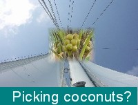 Picking coconuts offshore while on watch at night.