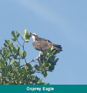 Wildlife in punta galera lagoon