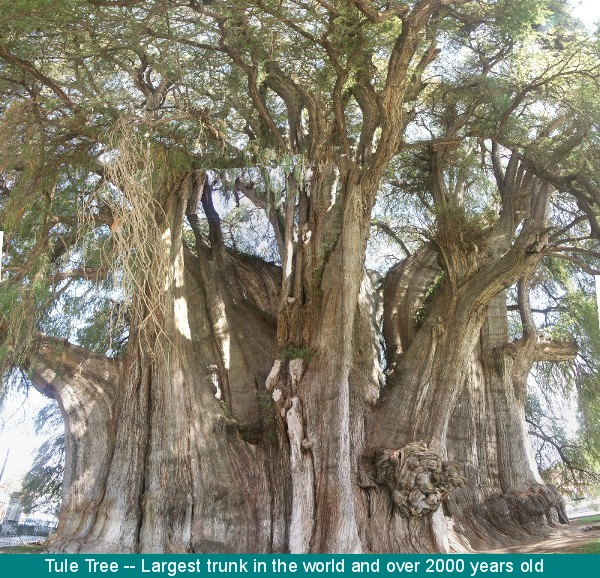 Biggest tree trunk in the world. Tule Tree is 2000 years old.