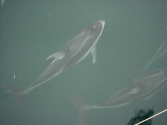 White sided dolphins