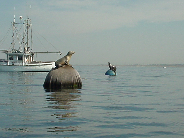 Sea lions can get on top of anything