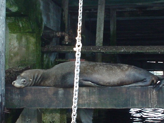 Monterey Seal Lions