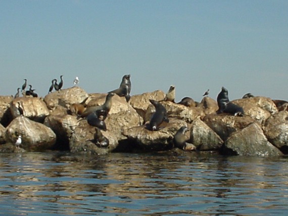 Sea lions on the rocks