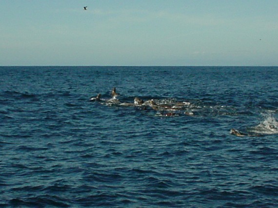 School of sea lions