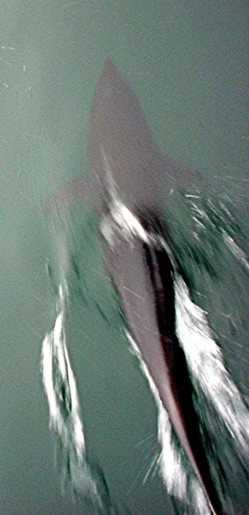 Northern Right-Whale Dolphin