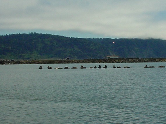 California Seal Lions