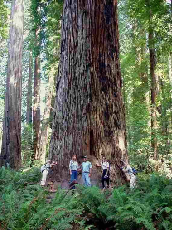 Giant Red Wood Trees