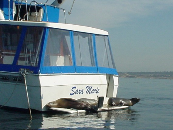 Sea lions on boats