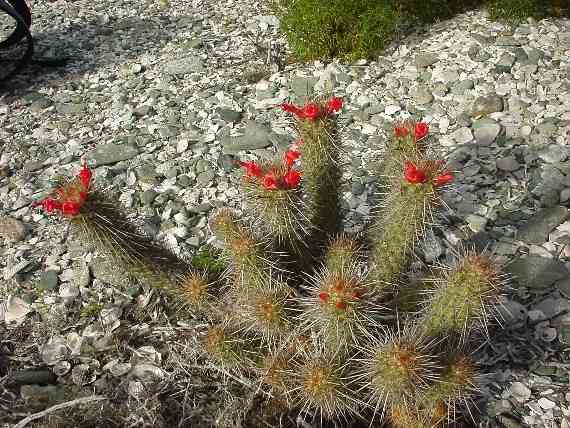 Magdalena Cactus