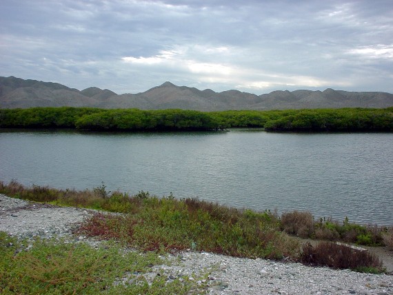 Magdalena Bay Birds