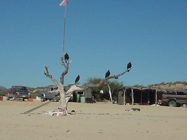 Vultures waiting for a snack